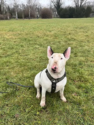 Psieznaczenie - terapia behawioralna i szkolenie psów